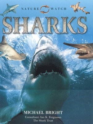 Laura Evert - Sharks, Häftad. Tillgänglighet: Tillfälligt slut