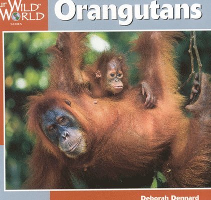 Deborah Dennard - Orangutans, Inbunden. Tillgänglighet: Tillfälligt slut
