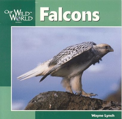 Wayne Lynch - Falcons, Häftad. Tillgänglighet: Tillfälligt slut