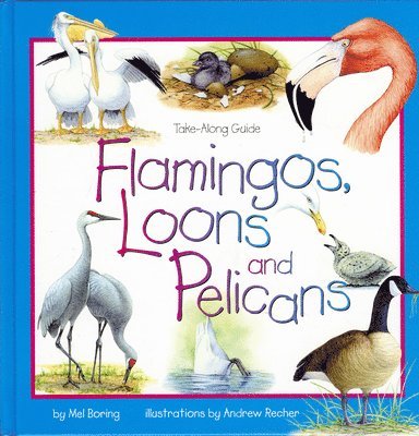 Mel Boring - Flamingos, Loons & Pelicans, Inbunden. Tillgänglighet: Tillfälligt slut
