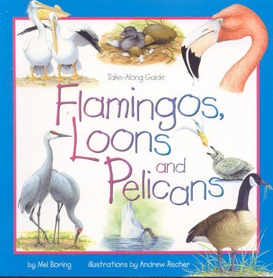 Mel Boring - Flamingos, Loons & Pelicans, Häftad. Tillgänglighet: Tillfälligt slut