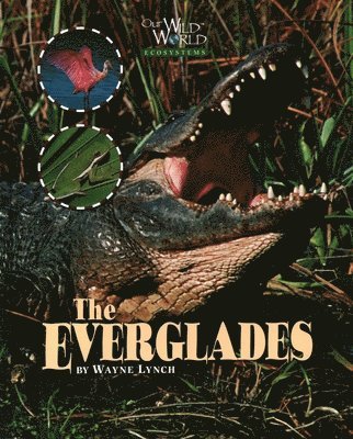 Wayne Lynch - Everglades, Inbunden. Tillgänglighet: Tillfälligt slut