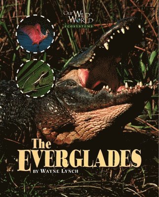 Wayne Lynch - Everglades, Häftad. Tillgänglighet: Tillfälligt slut
