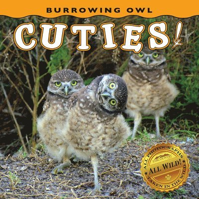 Farcountry Press - Burrowing Owl Cuties!, Kartonnage