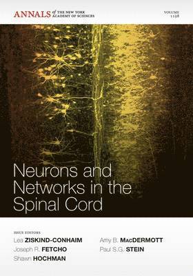 Lea Ziskind-Conhaim, Joseph R. Fetcho, Shawn Hochman, Amy B. MacDermott, Paul S. G. Stein - Neurons and Networks in the Spinal Cord, Volume 1198, Häftad