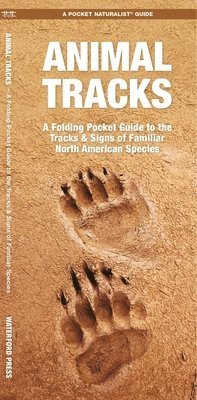 Animal Tracks