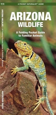 James Kavanagh, Waterford Press - Arizona Wildlife. Tillgänglighet: Lägg i varukorg
