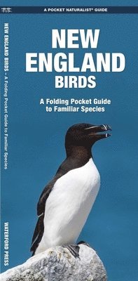 James Kavanagh, Waterford Press - New England Birds. Tillgänglighet: Lägg i varukorg