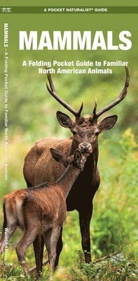 James Kavanagh, Waterford Press - Mammals. Tillgänglighet: Lägg i varukorg