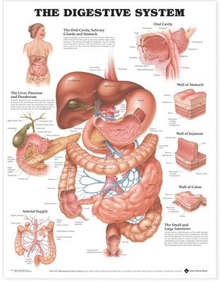 The Digestive System Anatomical Chart, Övrigt