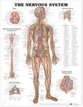 Nervous System