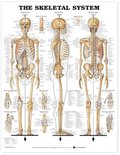 Skeletal System