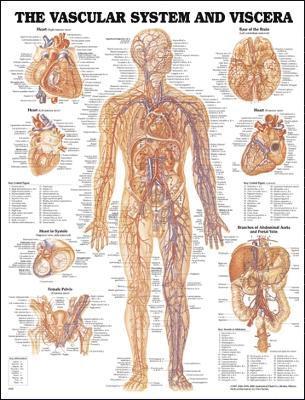 Vascular System And Viscera av Anatomical Chart Company