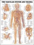 Vascular System And Viscera