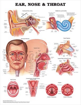 Ear, Nose and Throat Anatomical Chart, Övrigt