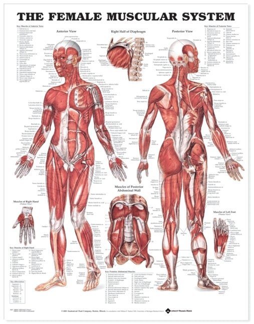 Female Muscular System Anatomical Chart, Övrigt