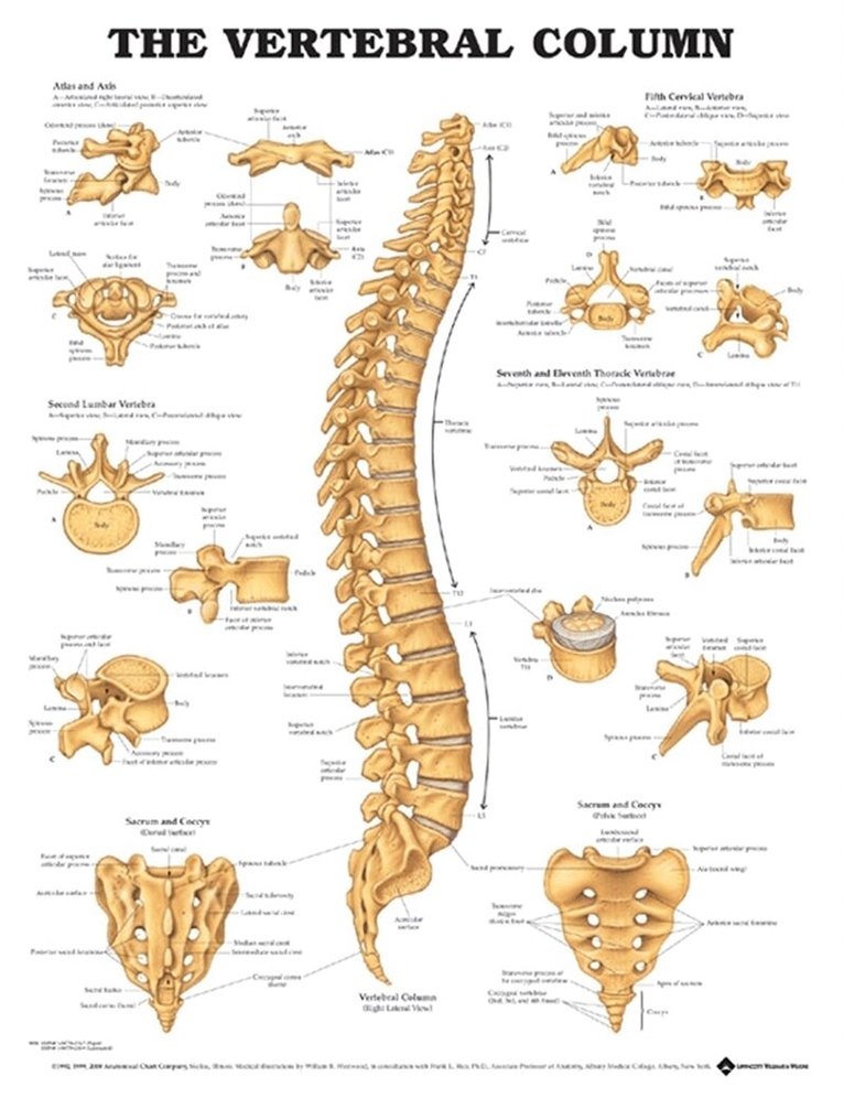 Tbd - Vertebral Column Anatomical Chart, Övrigt