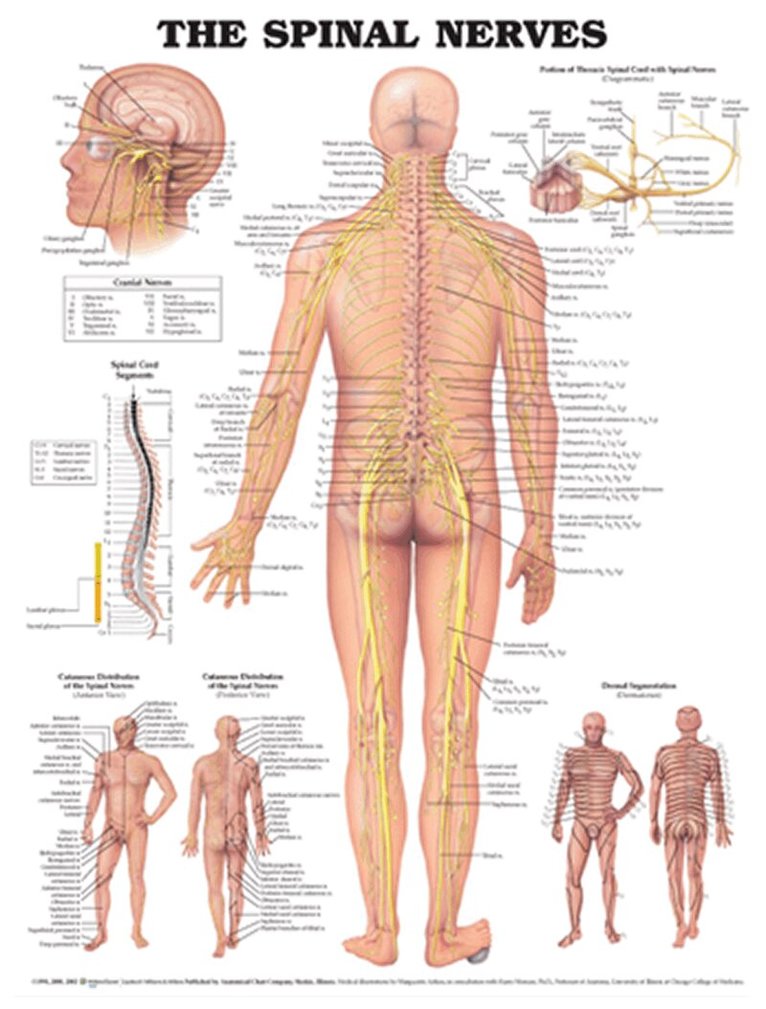 Tbd - Spinal Nerves Anatomical Chart, Övrigt