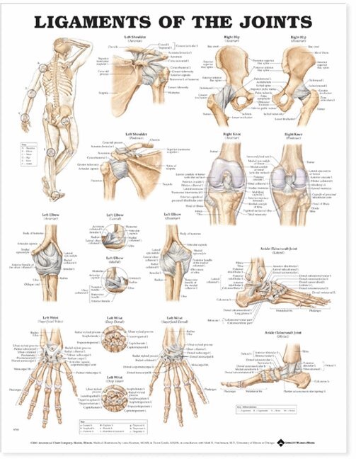 Tbd - Ligaments of the Joints Anatomical Chart, Övrigt
