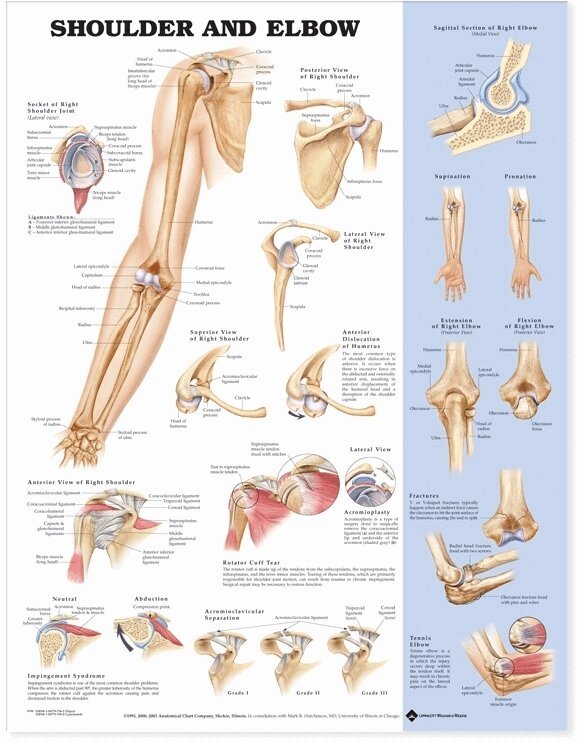 Tbd - Shoulder and Elbow Anatomical Chart, Övrigt