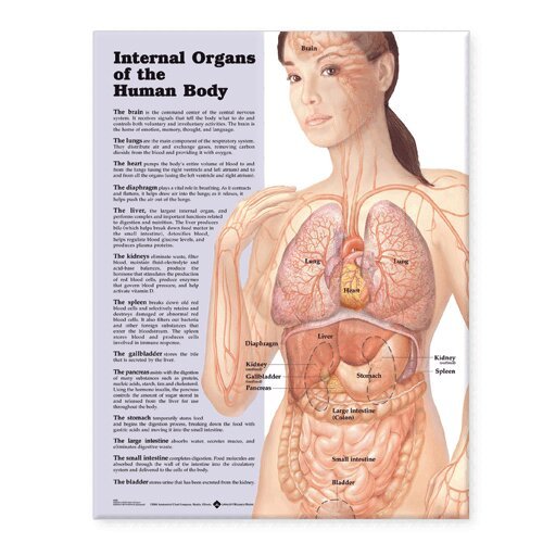 Tbd - Internal Organs of the Human Body Anatomical Chart, Övrigt