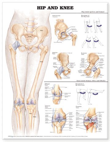 Hip and Knee Anatomical Chart. Tillgänglighet: Lägg i varukorg