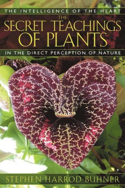 Stephen Harrod Buhner - Secret Teachings of Plants, E-bok