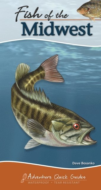 Dave Bosanko - Fish of the Midwest, E-bok
