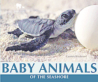 Carmen Bredeson - Baby Animals of the Seashore, Häftad