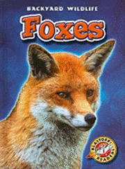 Emily Green - Foxes, Inbunden. Tillgänglighet: Tillfälligt slut