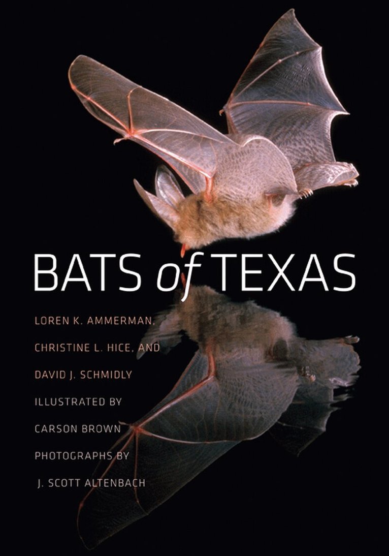 Loren K. Ammerman, Christine L. Hice, David J. Schmidly - Bats of Texas, Häftad. Tillgänglighet: Tillfälligt slut