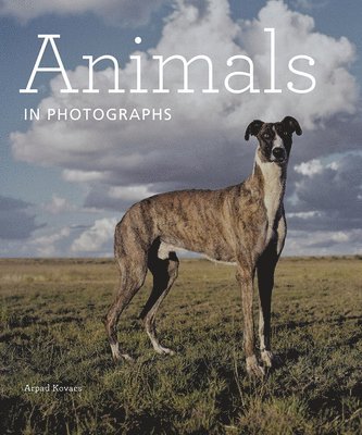Arpad Kovacs - Animals in Photographs, Inbunden