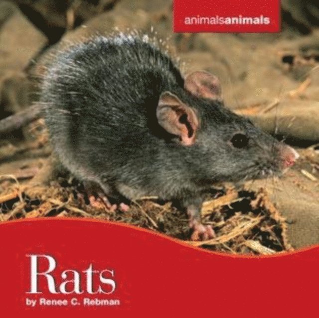 Tracy Barrett - Rats, E-bok