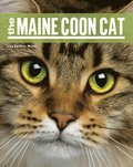 Maine Coon Cat