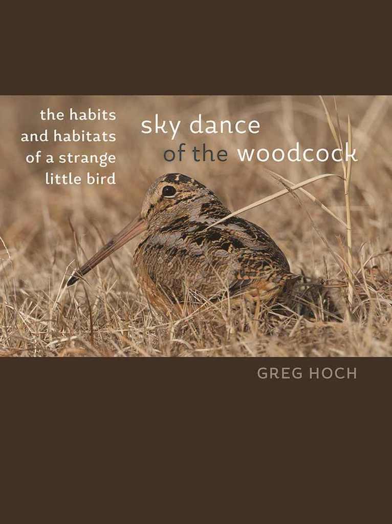Greg Hoch - Sky Dance of the Woodcock, Häftad. Tillgänglighet: Tillfälligt slut