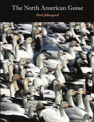 Paul Johnsgard - North American Geese, Häftad