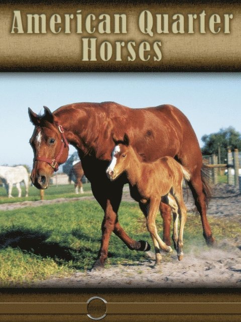 American Quarter Horse