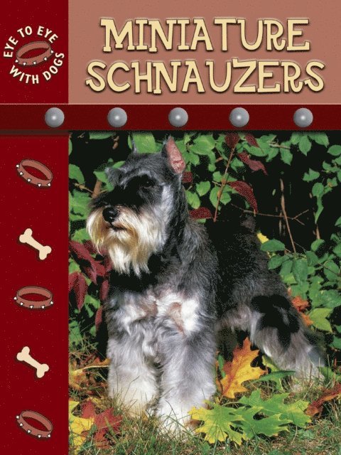 Miniature Schnauzer