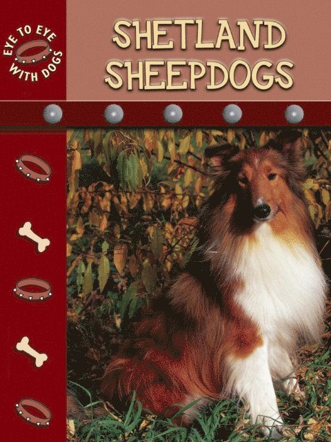 Shetland Sheepdogs