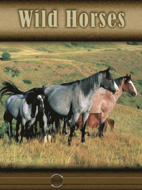 Wild Horses