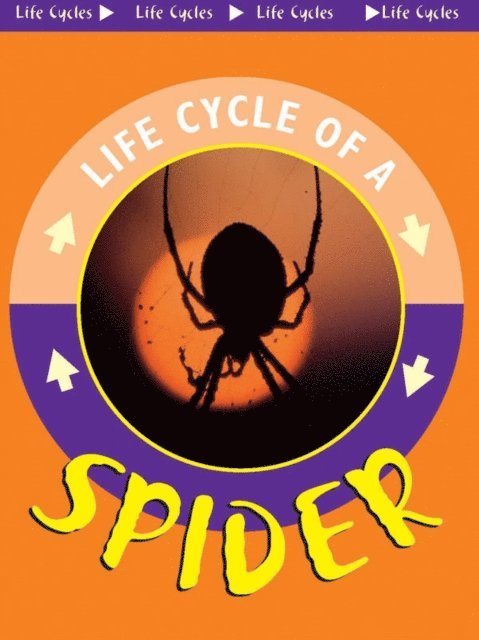 Spider