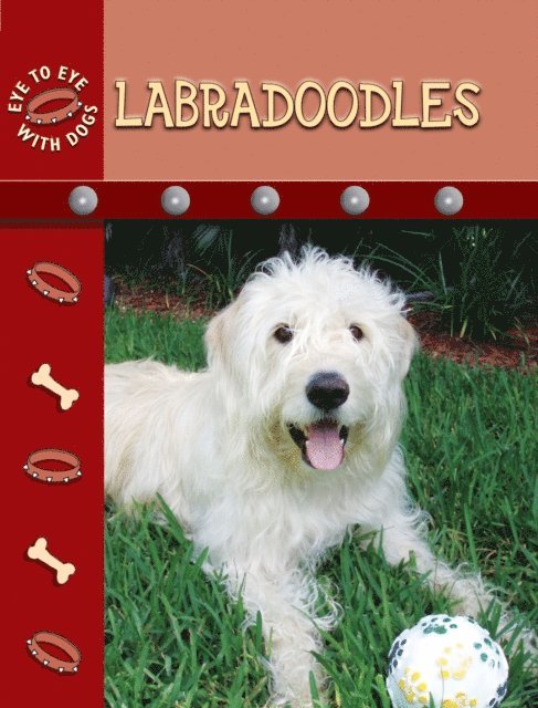 Labradoodles