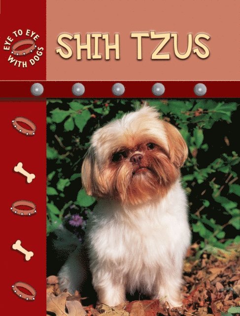 Shih Tzus