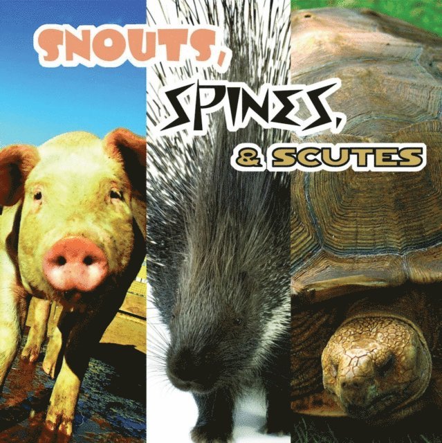 Snouts, Spines, and Scutes
