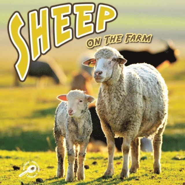 Sheep On The Farm