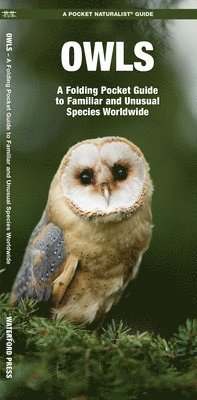 James Kavanagh - Owls, Övrigt. Tillgänglighet: Lägg i varukorg