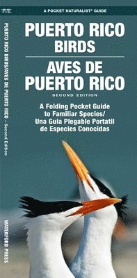 J M Kavanagh - Puerto Rico Birds/Aves de Puerto Rico, Övrigt. Tillgänglighet: Lägg i varukorg
