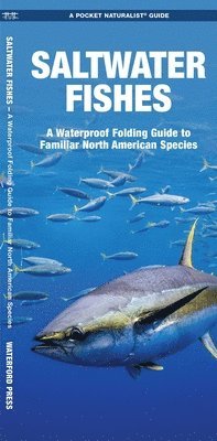 J M Kavanagh, Waterford Press - Saltwater Fishes, Övrigt. Tillgänglighet: Lägg i varukorg