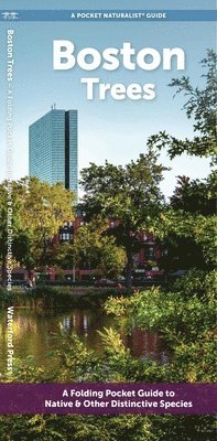 J M Kavanagh - Boston Trees, Övrigt