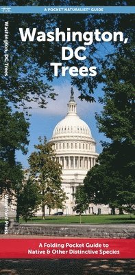 J M Kavanagh - Washington, DC Trees, Övrigt
